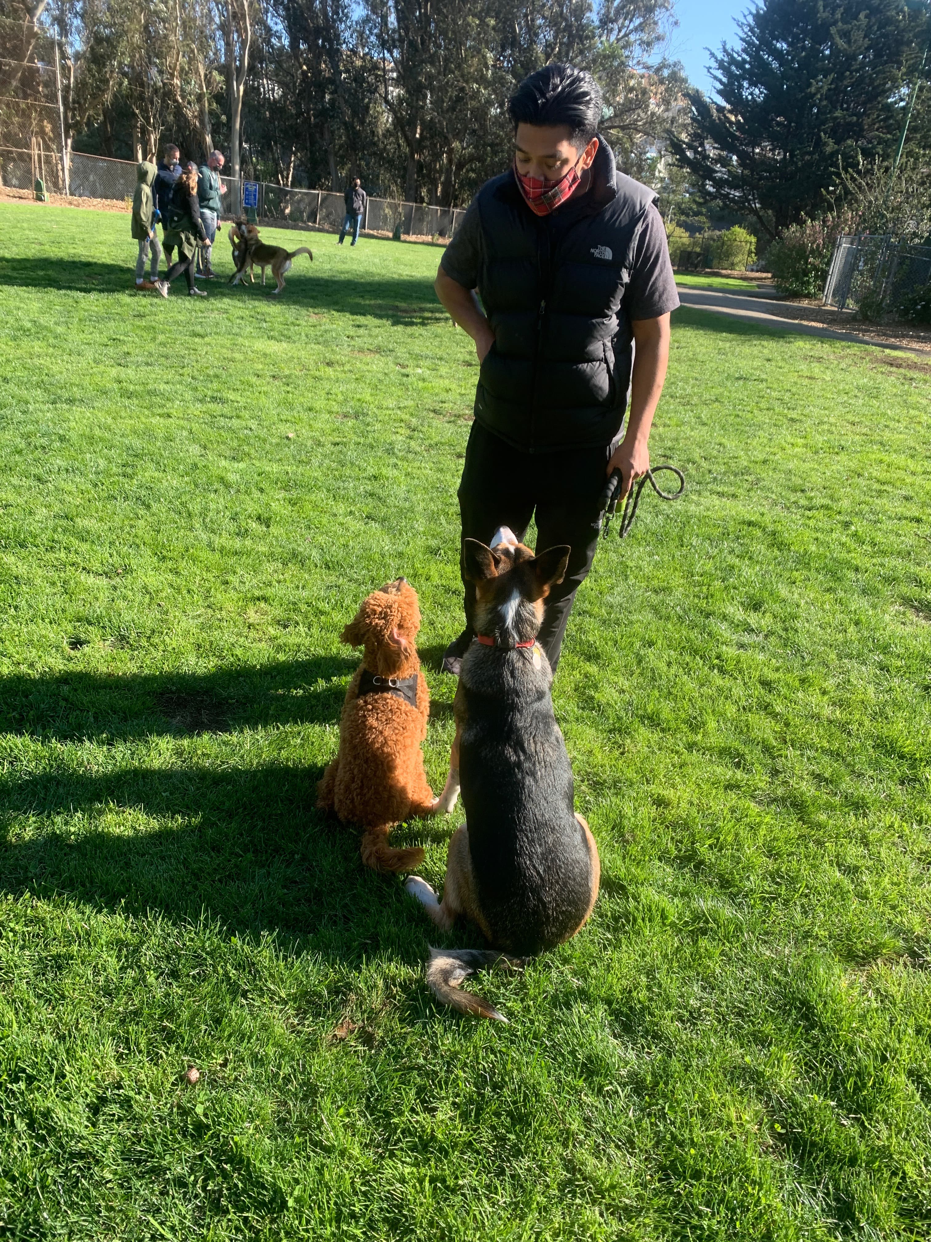 Happy dog