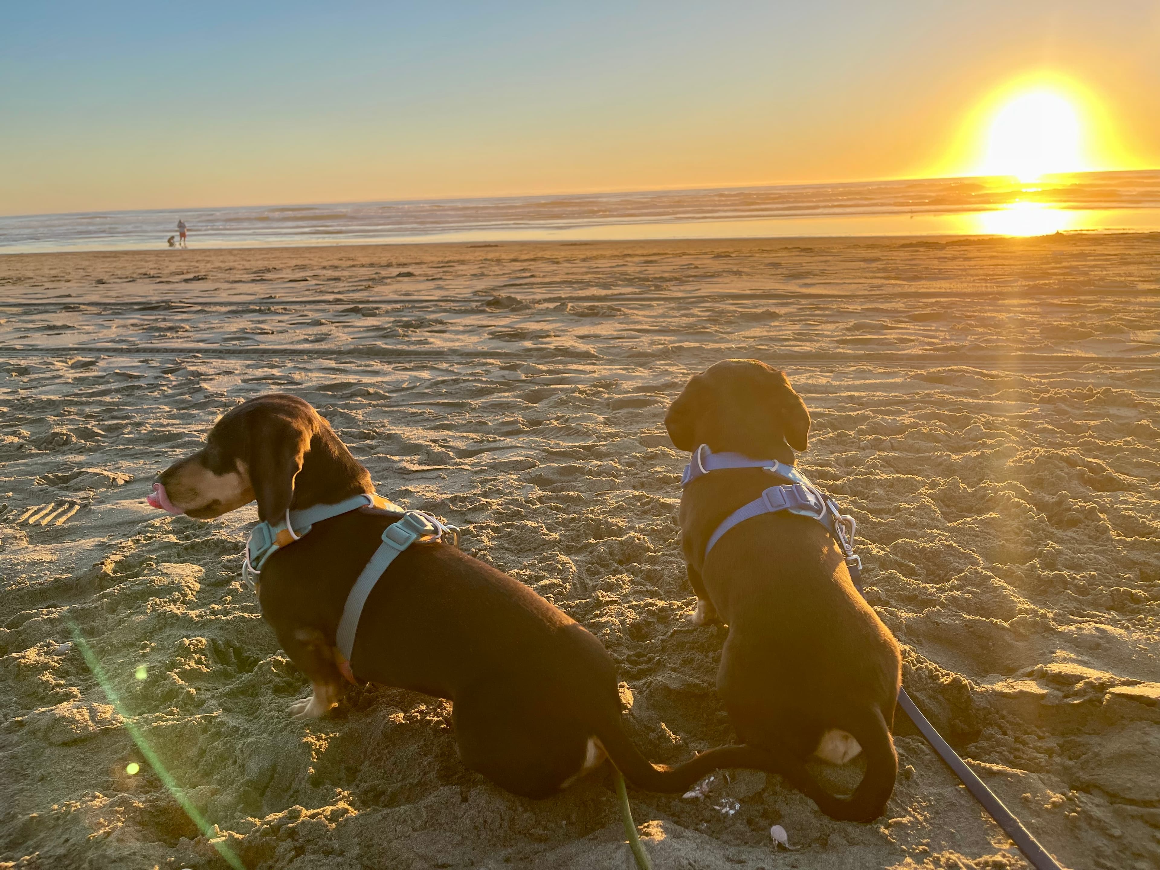 Top Dawg Pet Care