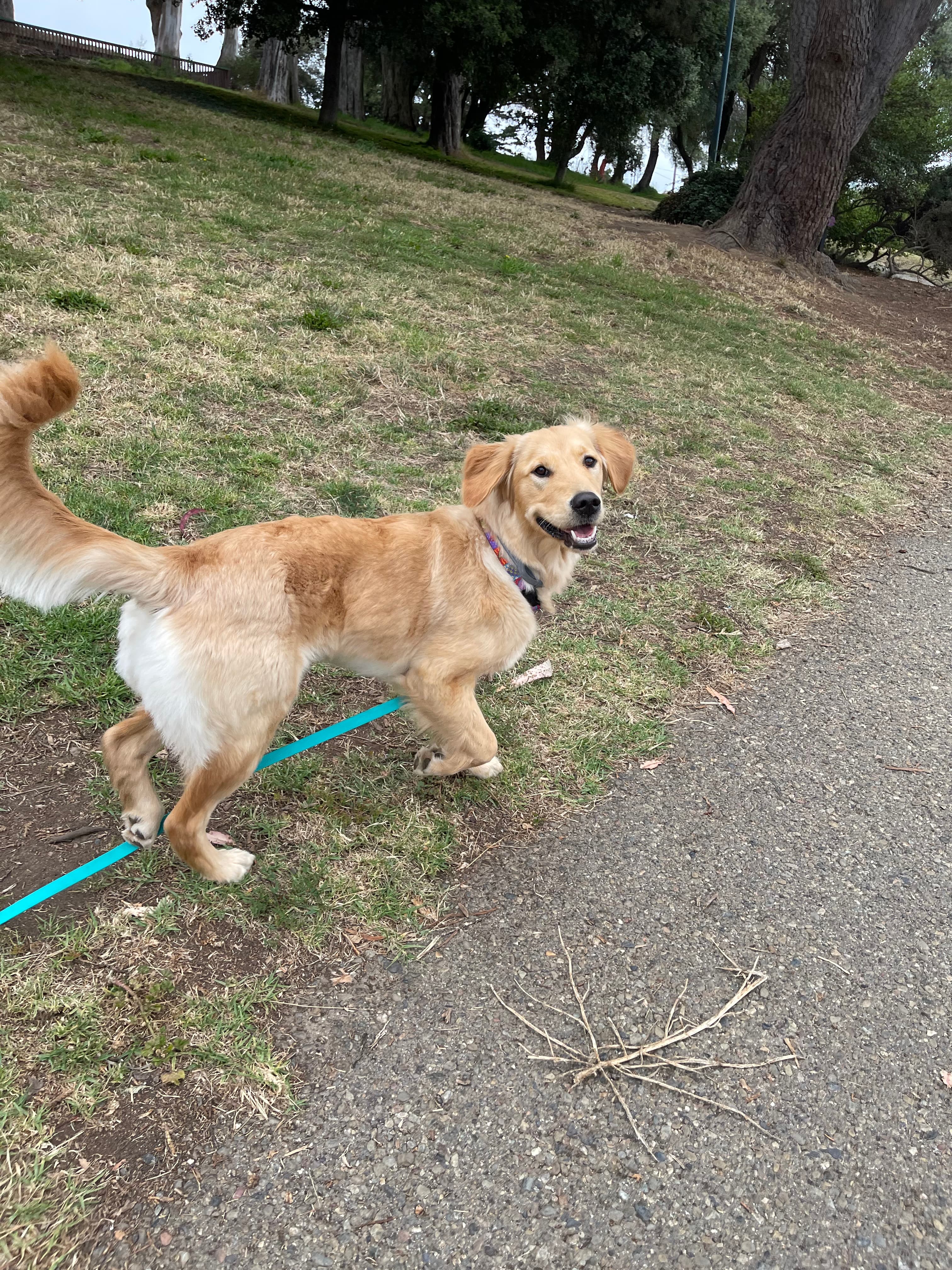 Happy dog