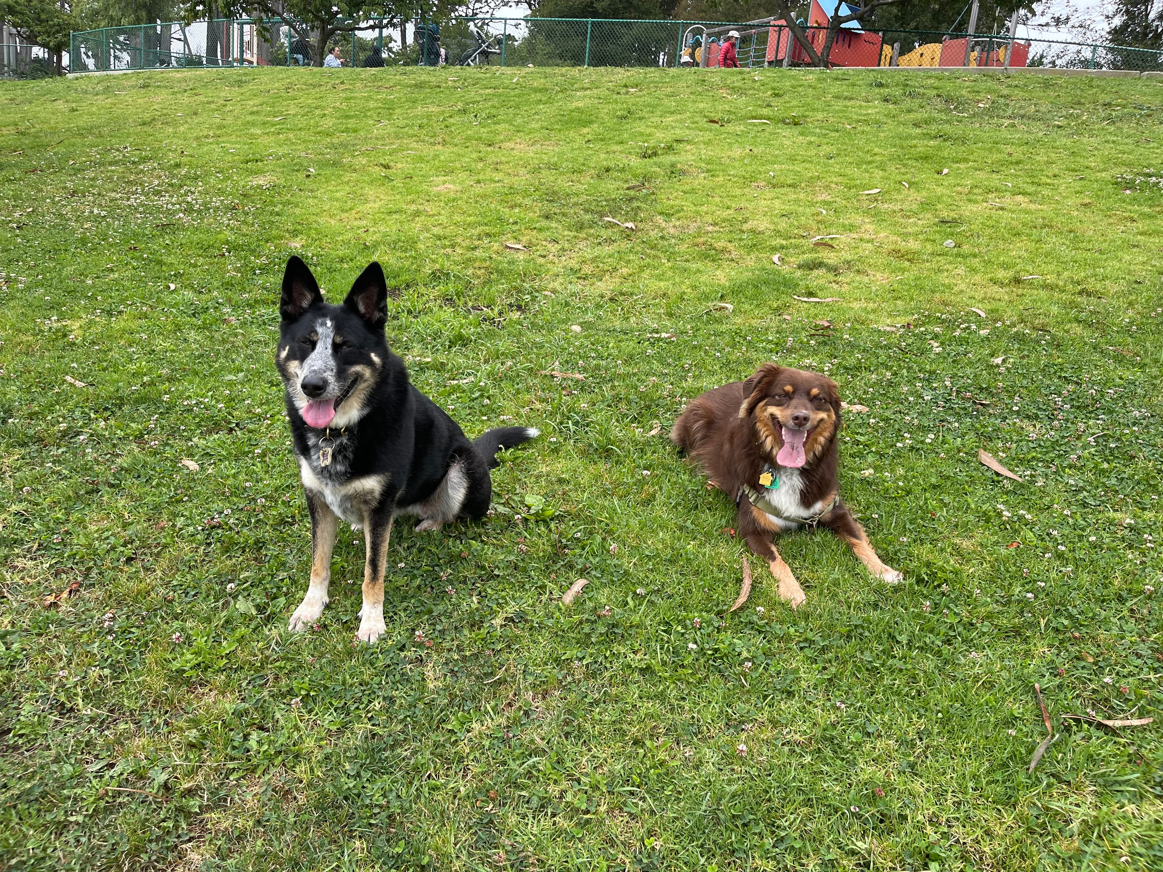 Top Dawg Pet Care services