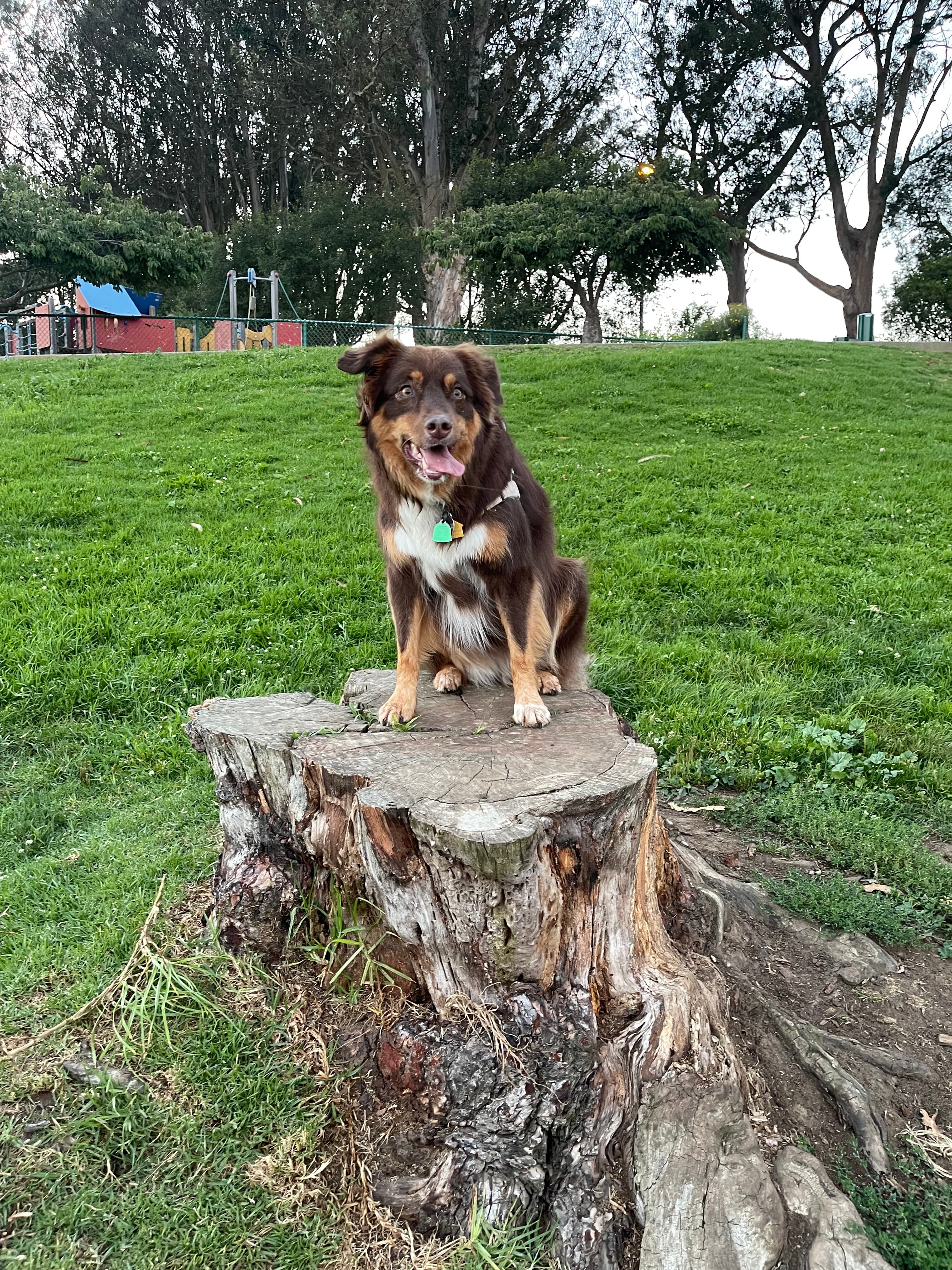 Happy dog
