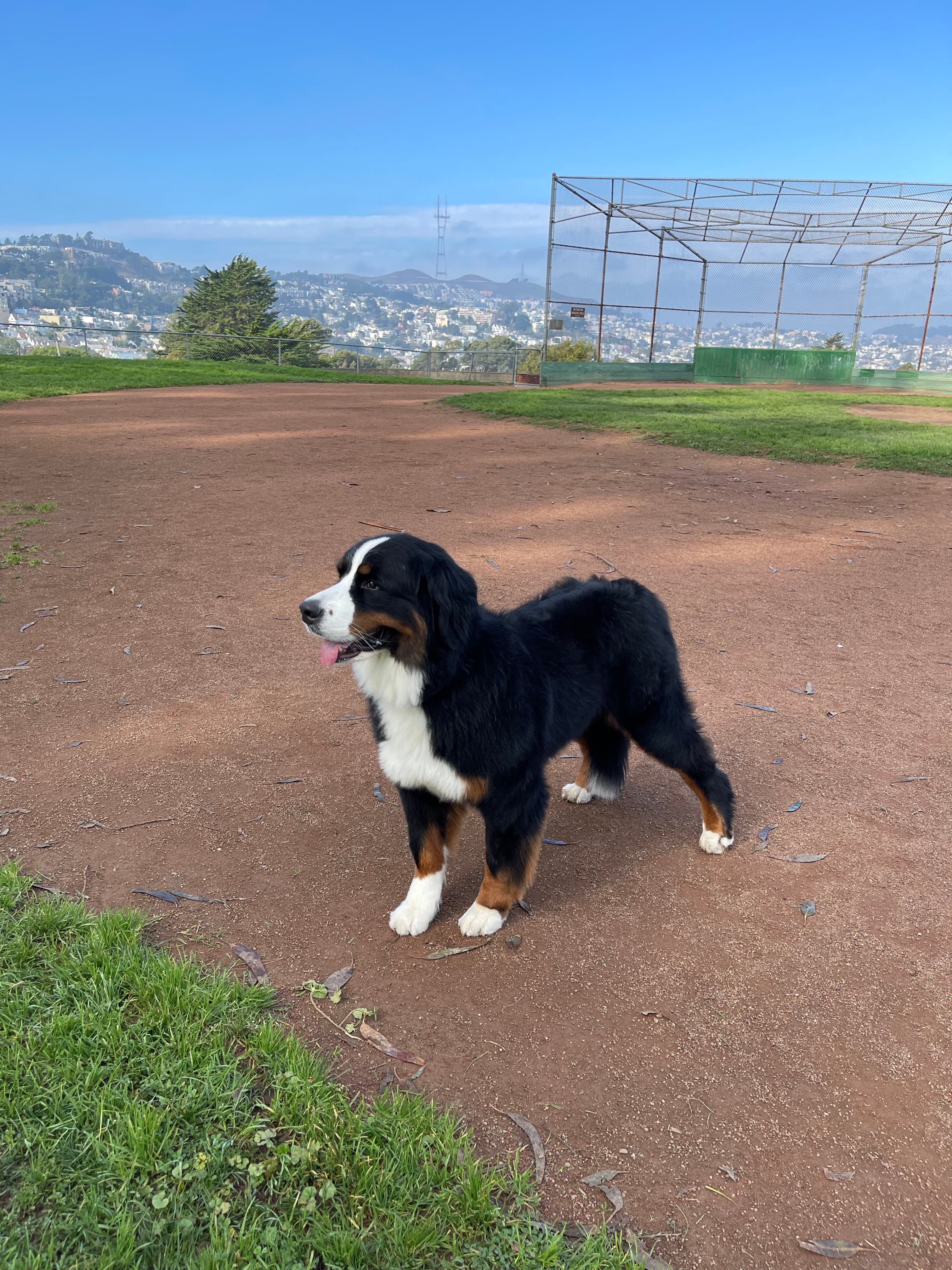 Happy dog